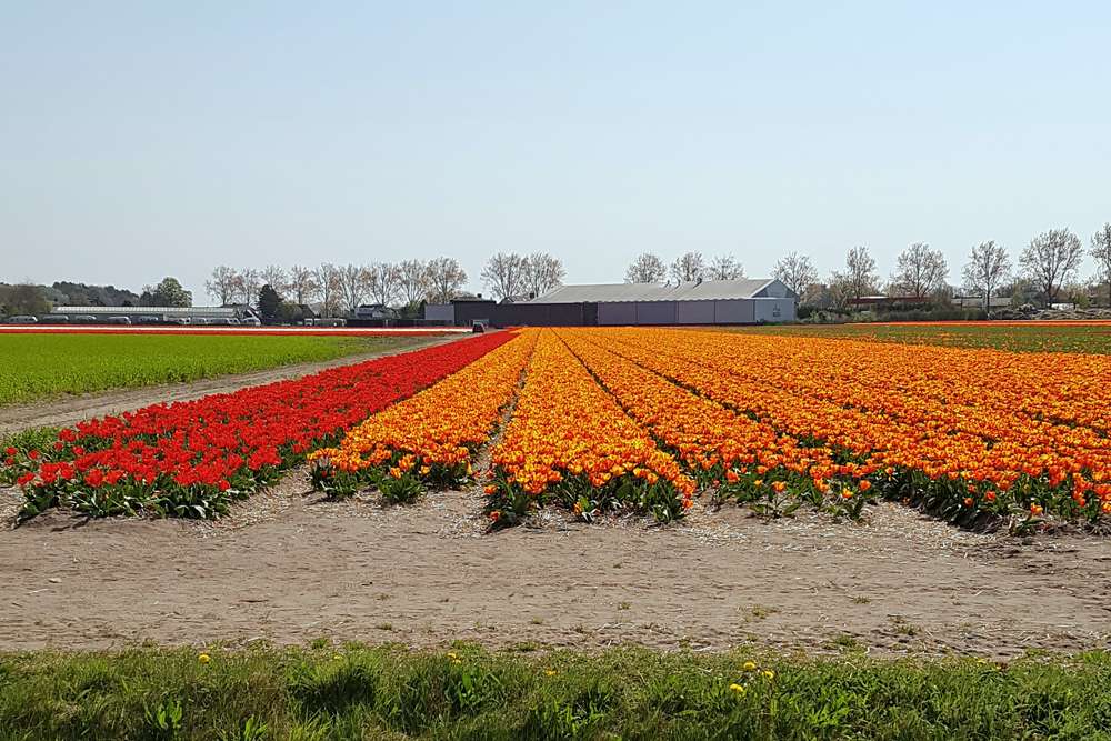 Red and orange tulips in fields in Lisse